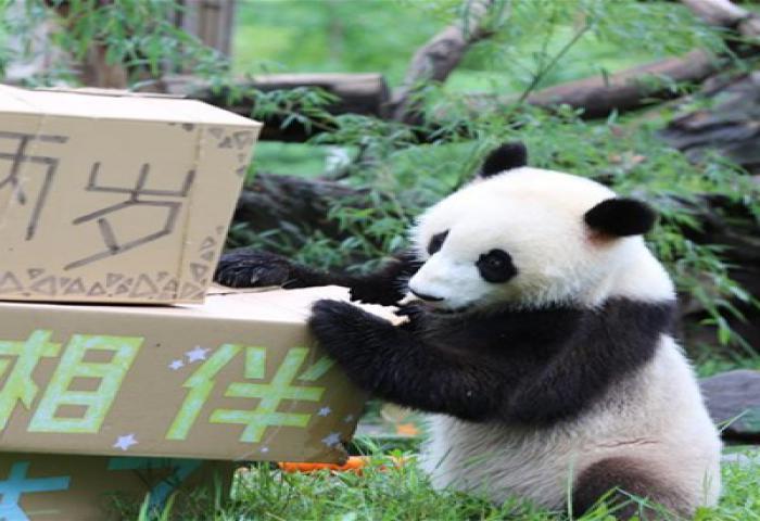 Lucunya Panda Kembar Raksasa Ulang Tahun